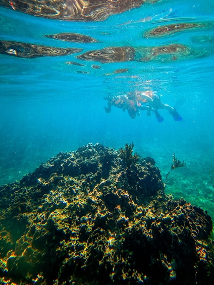 Picture 11 for Activity Tulum: Beachside Fresh Ceviche Lunch & Guided Reef Snorkel 5