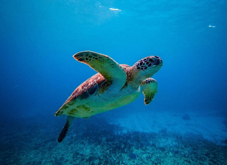 Picture 12 for Activity Tulum: Beachside Fresh Ceviche Lunch & Guided Reef Snorkel 3