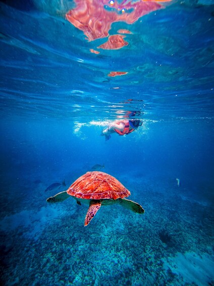 Picture 13 for Activity Tulum: Beachside Fresh Ceviche Lunch & Guided Reef Snorkel 4