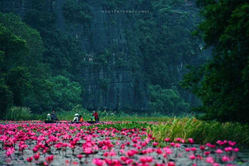 A field of pink flowers with people in the background. 2