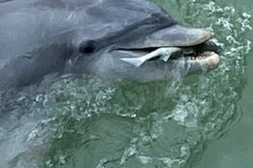 A dolphin with a visible bite taken out of its mouth. 5
