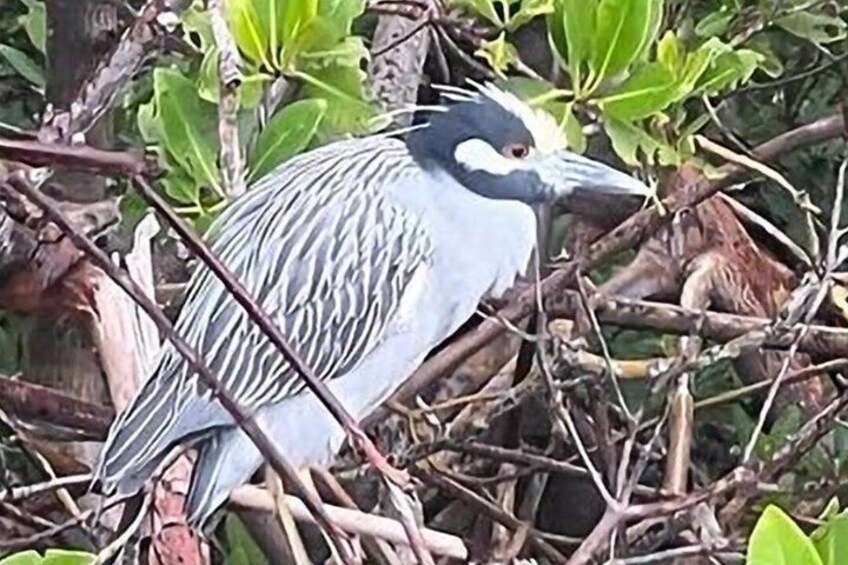 A bird in a nest with branches and green leaves. 3