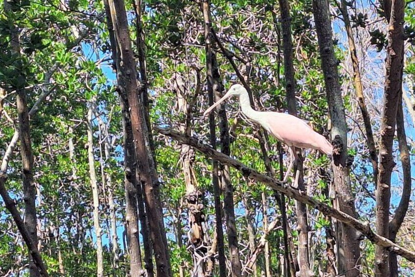 A bird perched on a branch in a forested area. 4