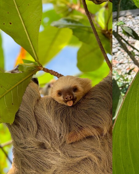 A small animal with brown fur nestled in a tree branch, surrounded by green leaves. 1
