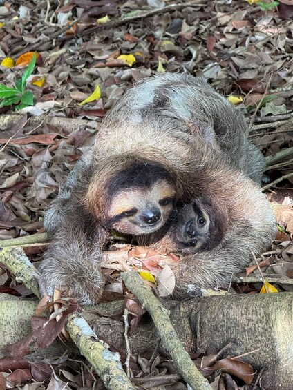 A sloth resting on a branch surrounded by dry leaves. 3