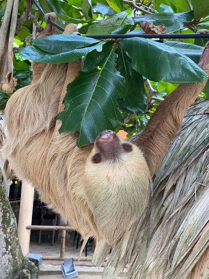 A sloth hanging from a tree branch. 5