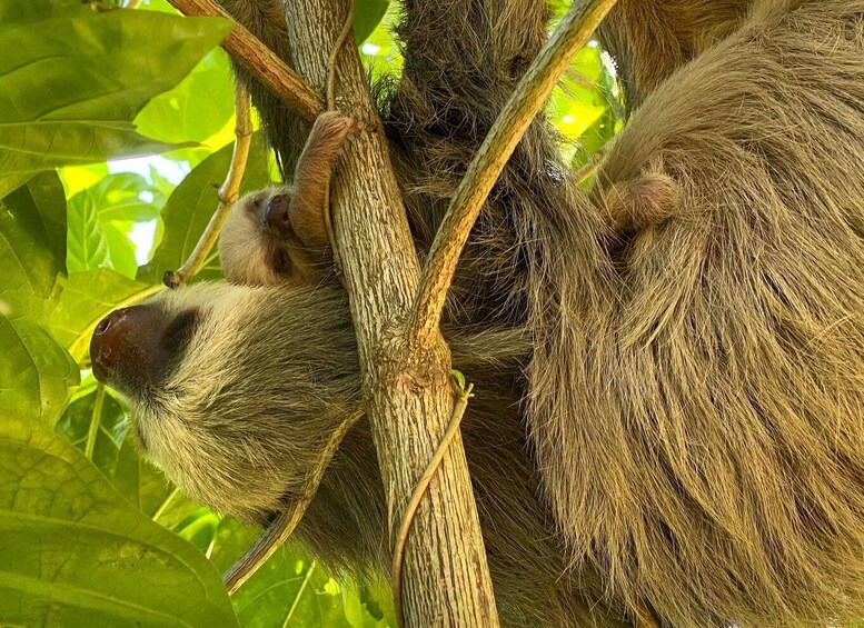 A sloth hanging from a tree branch. 4