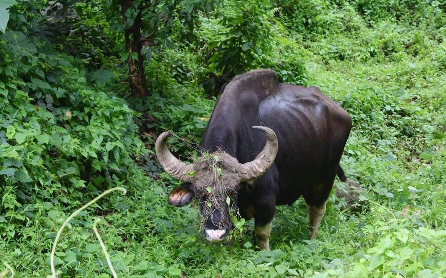 Picture 4 for Activity Malabar Wildlife & Karlad Lake Day Trip from Mysore 3