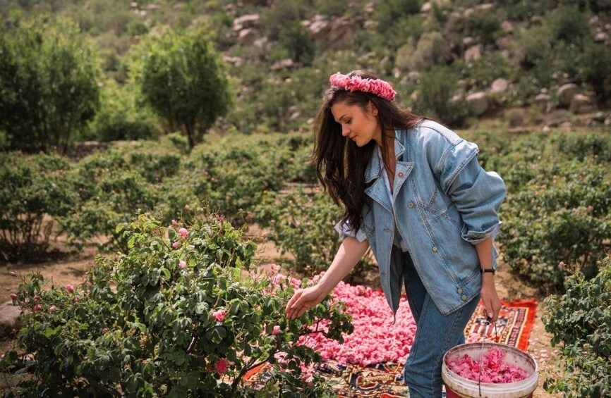 Discover Taif: The Rose City from Jeddah 1