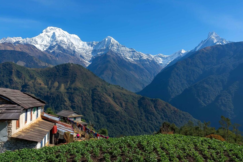 Picture 4 for Activity Pokhara: 5-Day Sikles & Kori Danda Trek with Meals 3