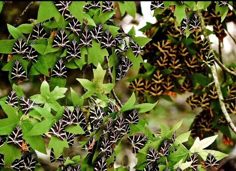 Picture 1 for Activity Rhodes: Valley of the Butterflies with out Guide 3