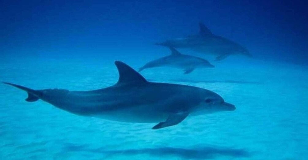 Picture 2 for Activity Zanzibar: 3-Day Mikumi Safari Adventure with Meals 4