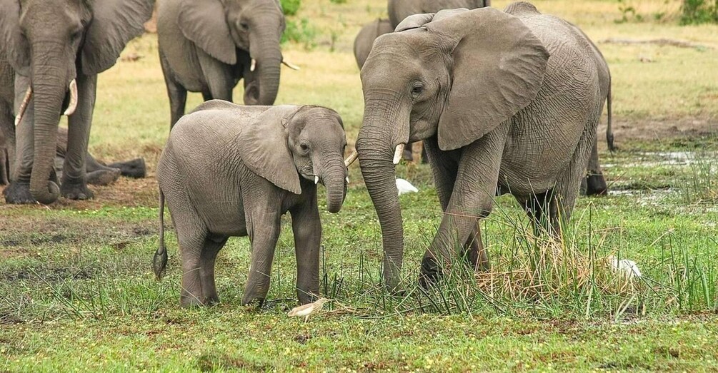 Picture 3 for Activity Zanzibar: 3-Day Mikumi Safari Adventure with Meals 3