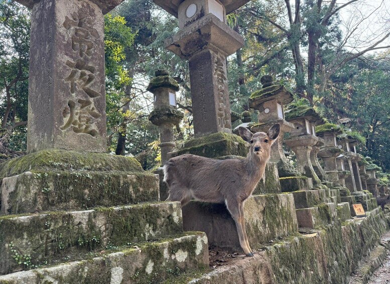Picture 10 for Activity Private Nara Tour & Sake Tasting (Departing from Kyoto/Nara) 2