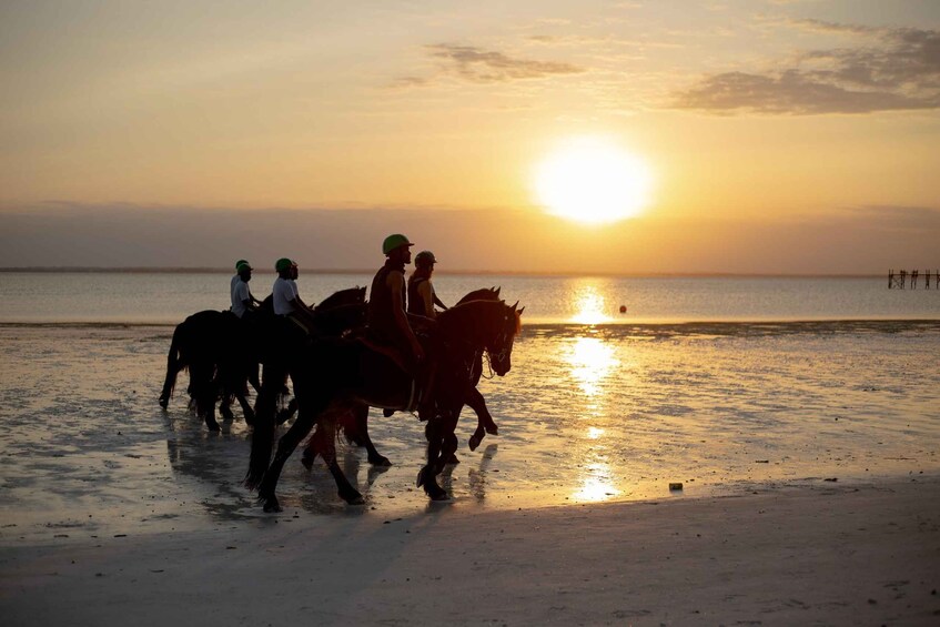 Picture 7 for Activity Zanzibar: Beach Horseback Ride 5