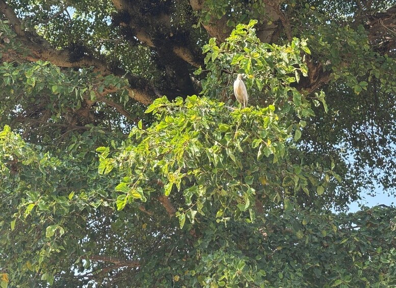 A bird perched on a tree with dense foliage. 2
