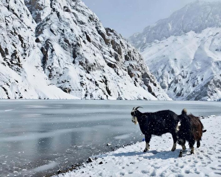 A snowy mountain landscape with a frozen lake and two goats standing on the snow. 5