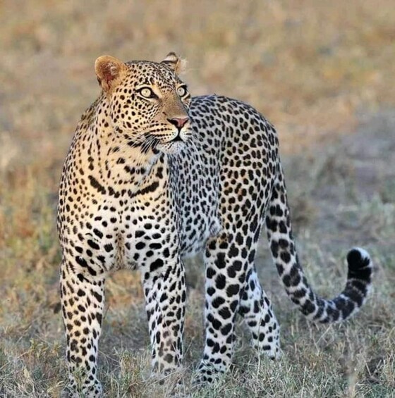 A leopard walking in a grassy field. 4
