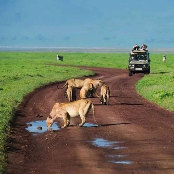A dirt road with lions and a vehicle in the distance. 5
