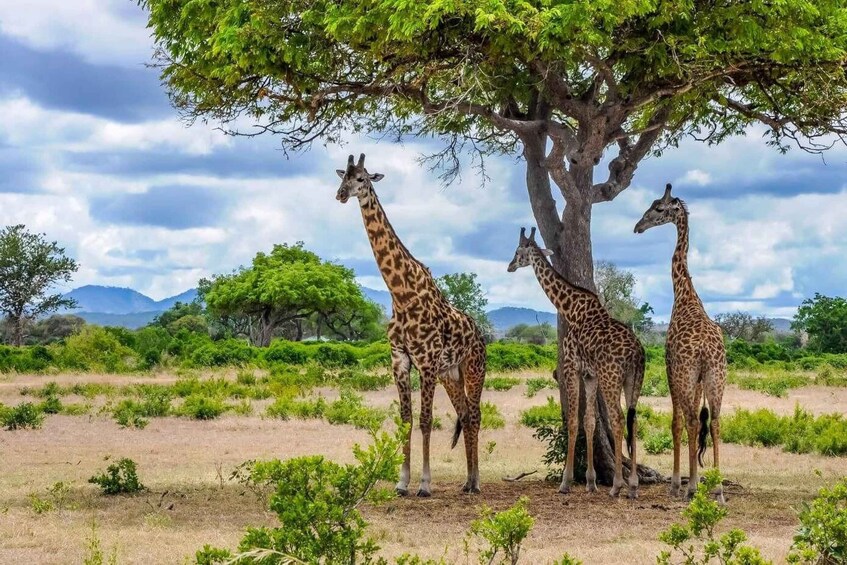 Three giraffes standing under a tree in a savannah landscape with mountains in the background. 2