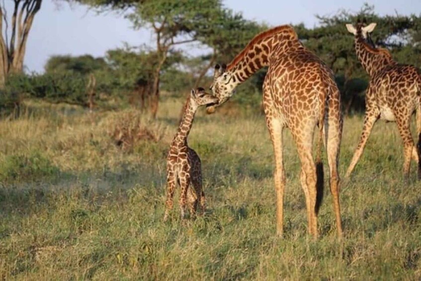 A giraffe with a calf and another giraffe in a grassy field. 1
