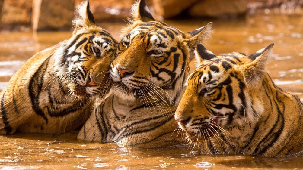 Three tigers in water. 3