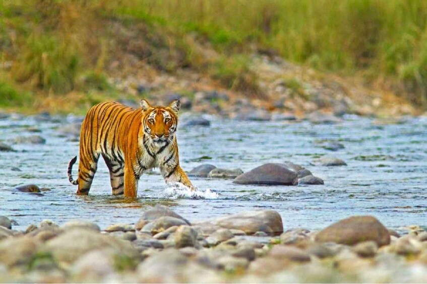 Picture 1 for Activity Delhi: Jim Corbett Safari and Elephant Village 3-Day Trip 2
