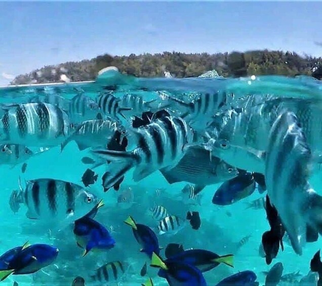 Picture 5 for Activity Mnemba Atoll: Dolphin Swim, Coral Reef Snorkeling & Sandbank 3