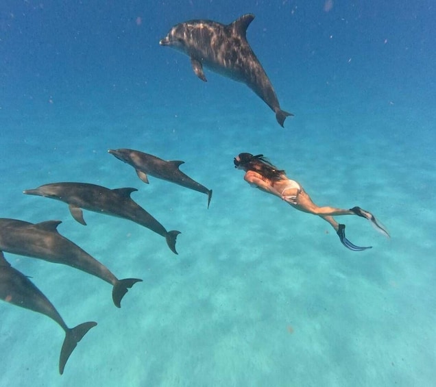 Picture 4 for Activity Mnemba Atoll: Dolphin Swim, Coral Reef Snorkeling & Sandbank 1