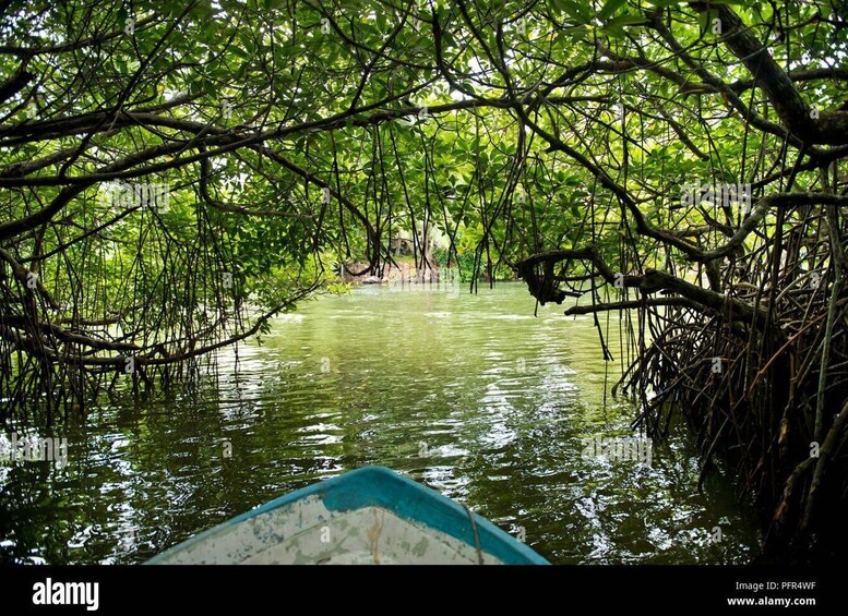 A mangrove forest with dense roots and water. 1