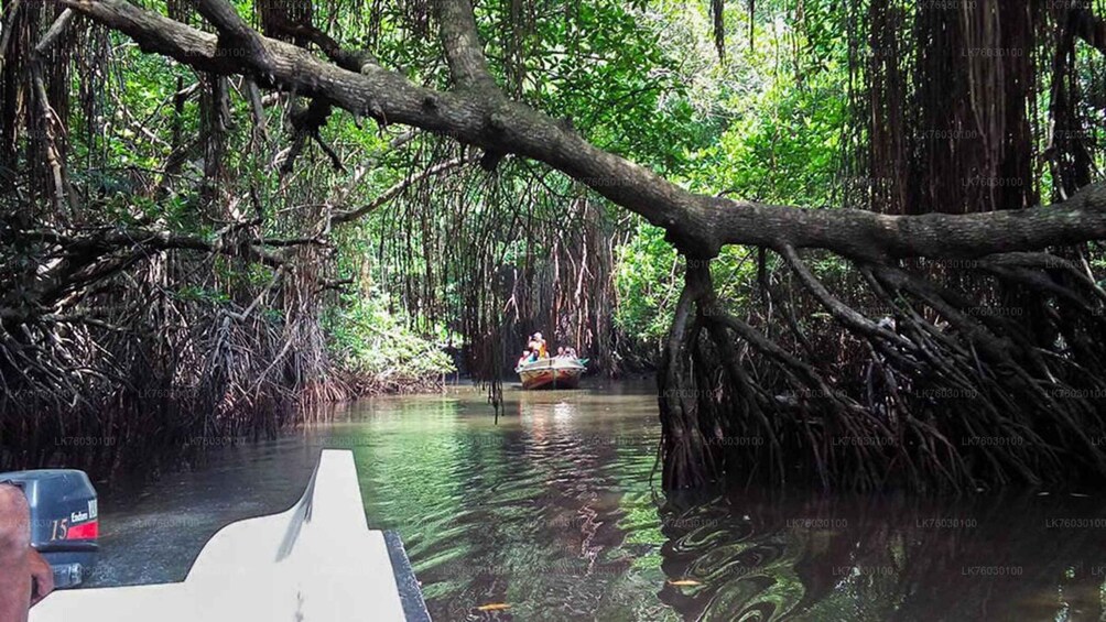 A boat navigating through a mangrove forest. 5