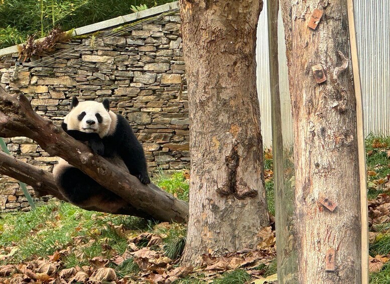 Panda lepää oksalla, taustalla näkyy kivimuuri ja puita. 3