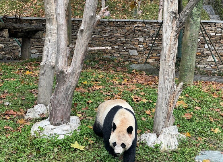 Panda luonnonmukaisessa aitauksessa, jossa on puita ja kivimuuri. 2