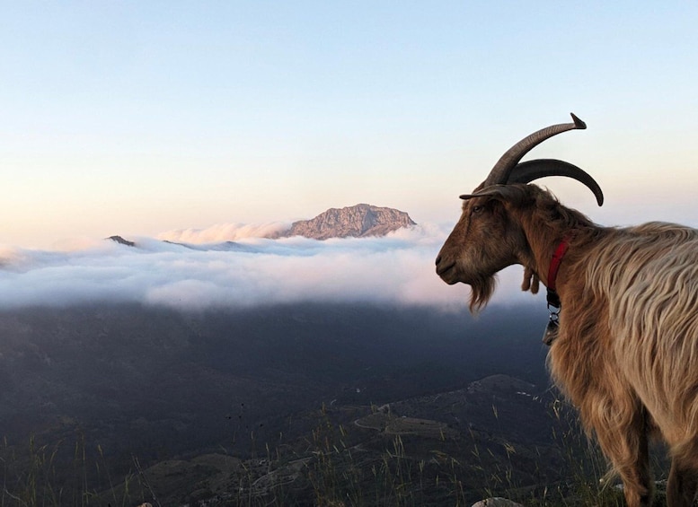 Picture 3 for Activity Costa Blanca: Sunrise Trek with Packgoats and Breakfast 4