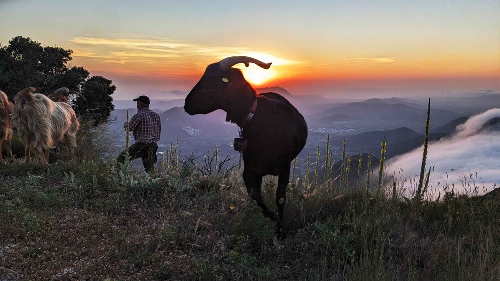 Picture 1 for Activity Costa Blanca: Sunrise Trek with Packgoats and Breakfast 2