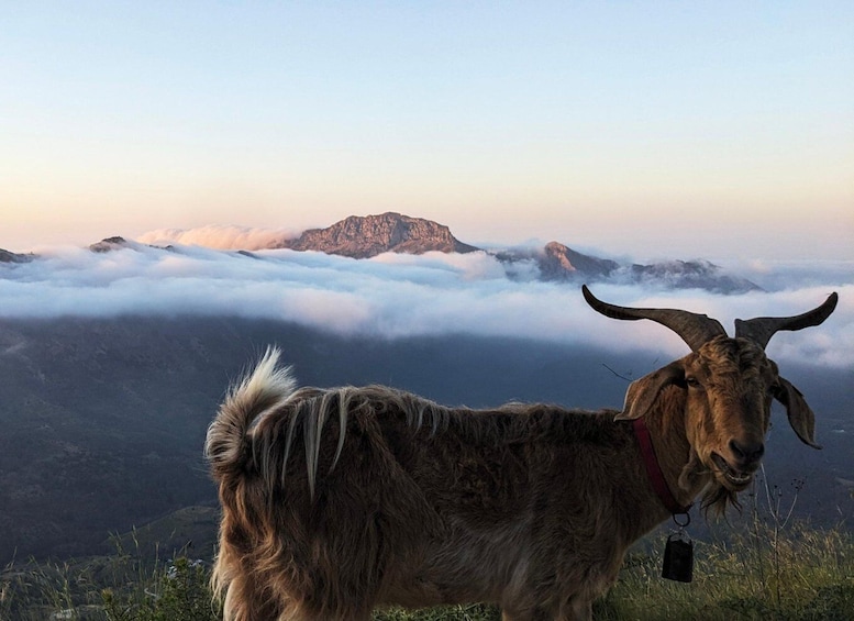 Picture 4 for Activity Costa Blanca: Sunrise Trek with Packgoats and Breakfast 3
