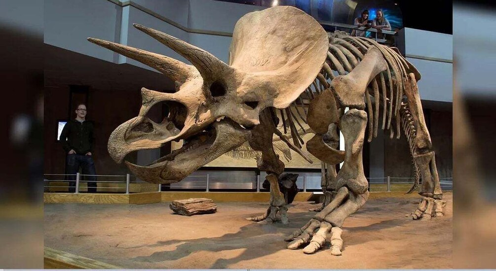 A large dinosaur skeleton exhibit in a museum. 1
