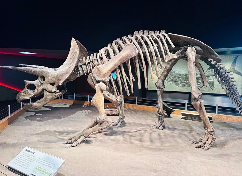 A dinosaur skeleton exhibit with a sign about Triceratops. 4