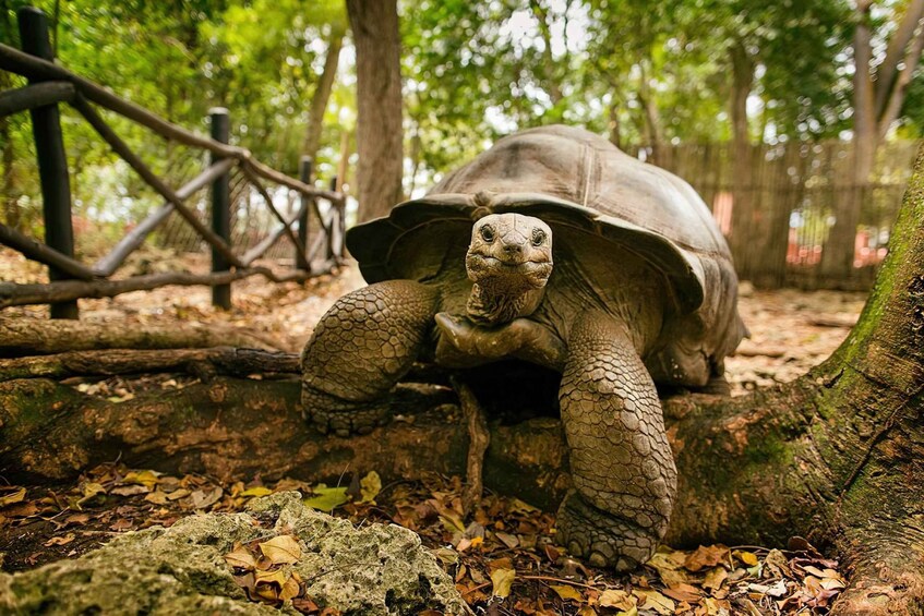 A tortoise on a forest path. 5