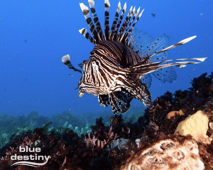 Picture 1 for Activity From Fremantle: Rottnest Island Snorkeling & Diving Day Trip 2