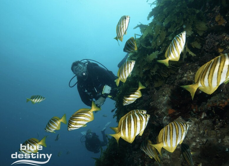 From Fremantle: Rottnest Island Snorkeling & Diving Day Trip 1