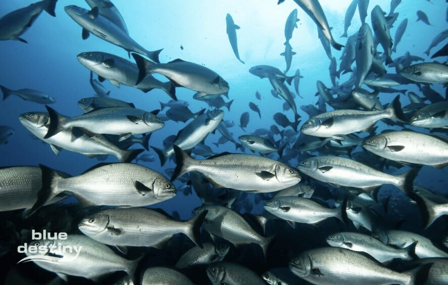 Picture 5 for Activity From Fremantle: Rottnest Island Snorkeling & Diving Day Trip 5