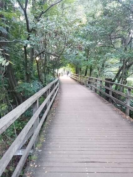 Picture 5 for Activity Tokyo: Shakujii Park Walking Tour with Snacks, Meal & Museum 3