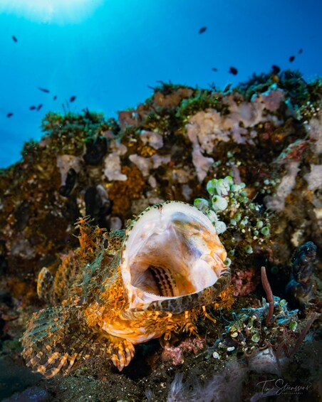 Picture 11 for Activity Nusa Penida: Fun Diving Island Adventure 1-Day Trip + Lunch 4