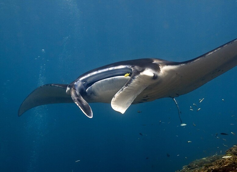 Nusa Penida: Fun Diving Island Adventure 1-Day Trip + Lunch 1