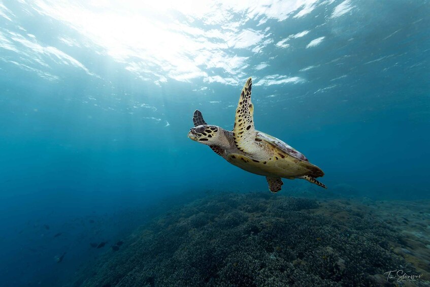 Picture 12 for Activity Nusa Penida: Fun Diving Island Adventure 1-Day Trip + Lunch 5