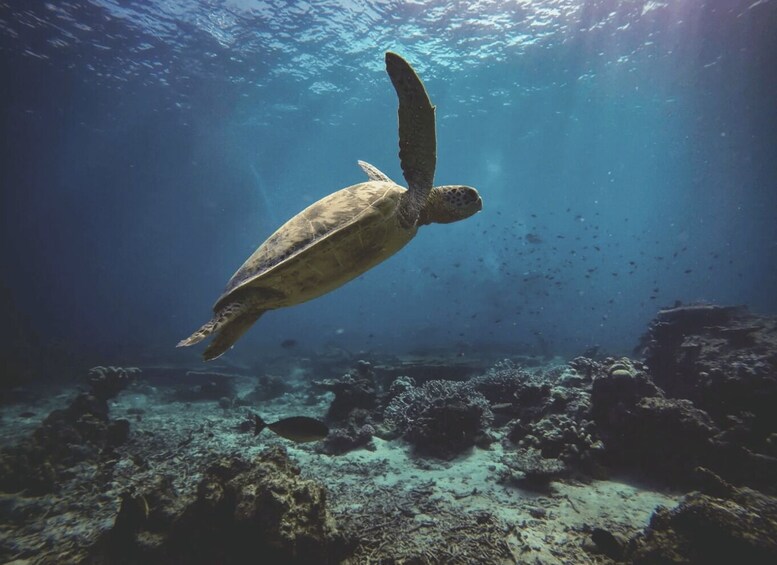 Picture 4 for Activity Nusa Penida: Fun Diving Island Adventure 1-Day Trip + Lunch 2