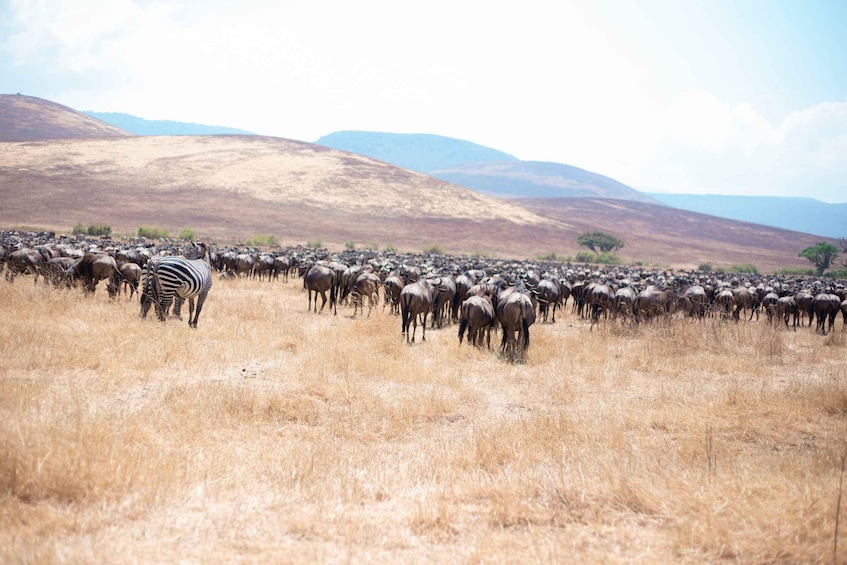 A herd of wildebeests and zebras in a dry grassland with hills in the background. 5