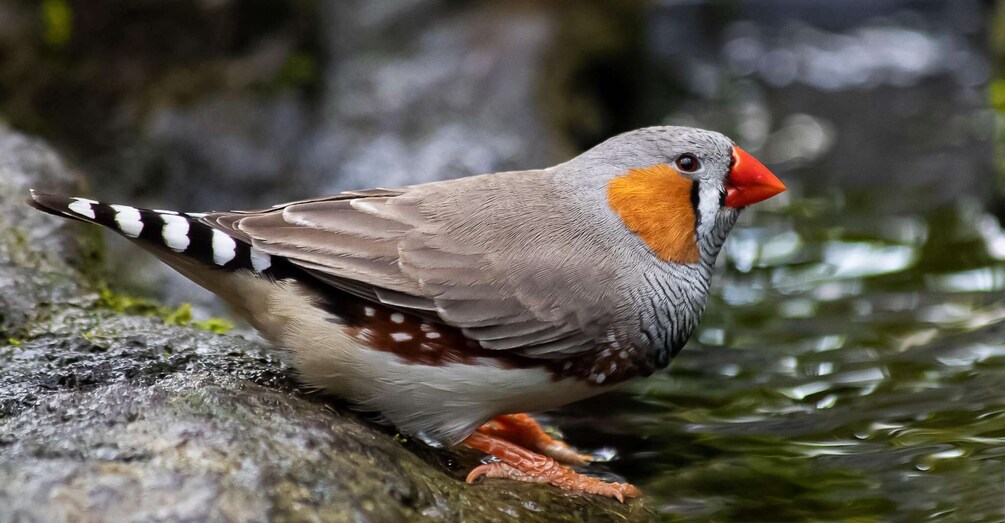 A bird with a red beak perched on a rock by water. 3