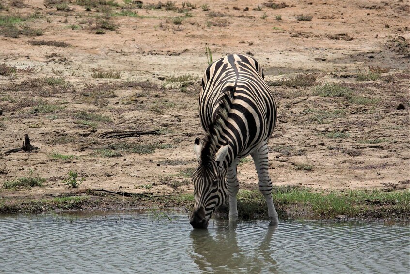 A zebra drinking water from a pond in a dry, grassy area. 1